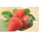 Set de table Fraises